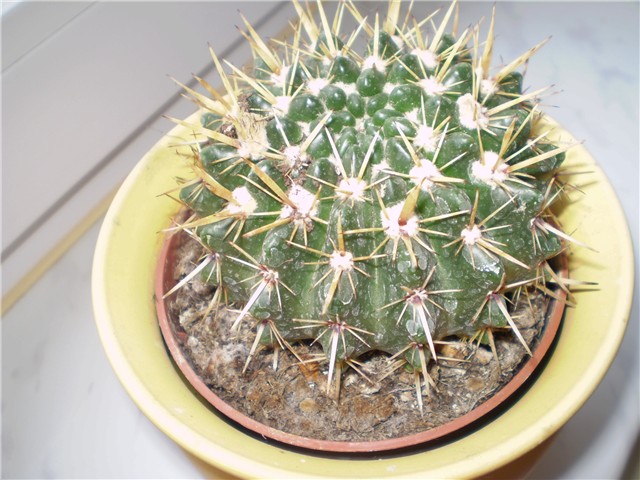 kaktus